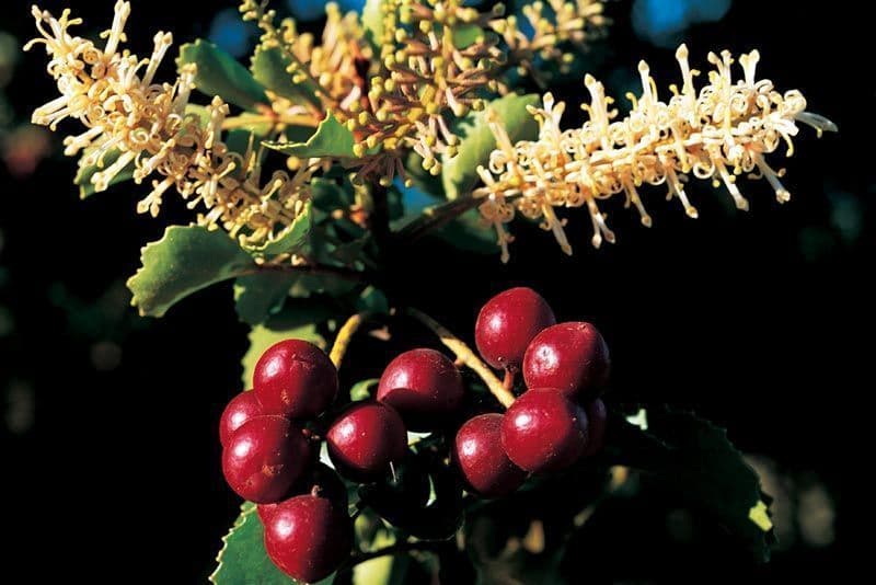 MUJERES LÍDERES:RECOLECTORAS DE AVELLANAS DE PICHIHUENOCOLLE, EN LA ALTA CORDILLERA