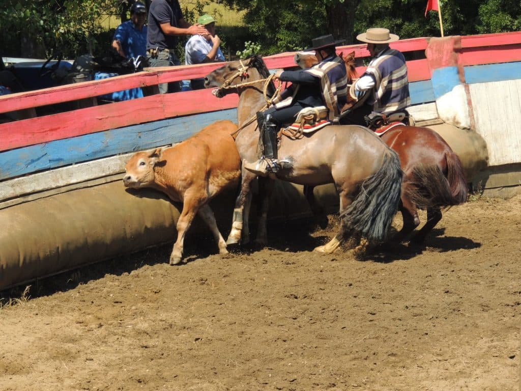 RODEO PROVINCIAL 2014, EN PURÉN