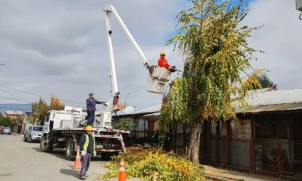 PODAS   DE ÁRBOLES  EN PURÉN