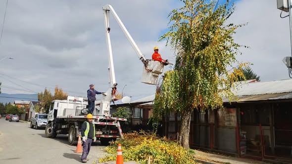PODAS   DE ÁRBOLES  EN PURÉN